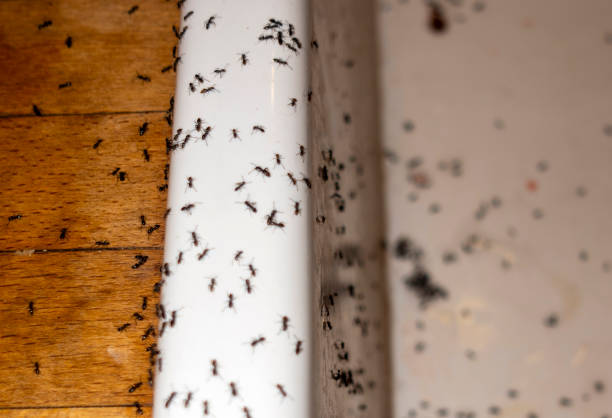 Best Insect Control  in Kempner, TX